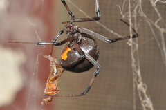 Latrodectus