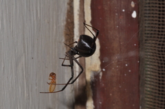Latrodectus