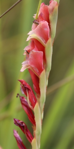 Image of Gladiolus densiflorus by (c) Tony Rebelo, some rights reserved (CC BY-SA)
