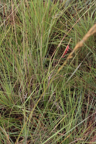 Image of Gladiolus densiflorus by (c) Tony Rebelo, some rights reserved (CC BY-SA)