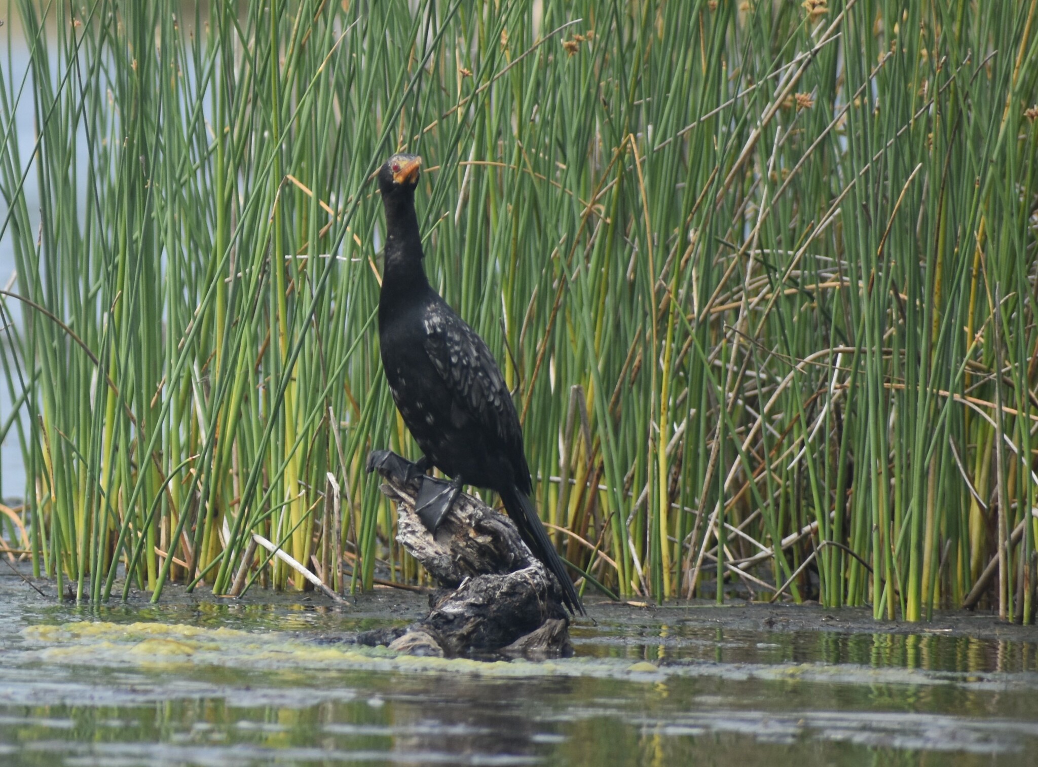 Reed Cormorant (Microcarbo africanus)