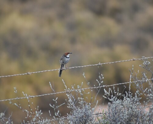 Rufous-eared Warbler (Malcorus pectoralis), photo 4