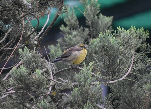 Cape Siskin (Crithagra totta), photo 8