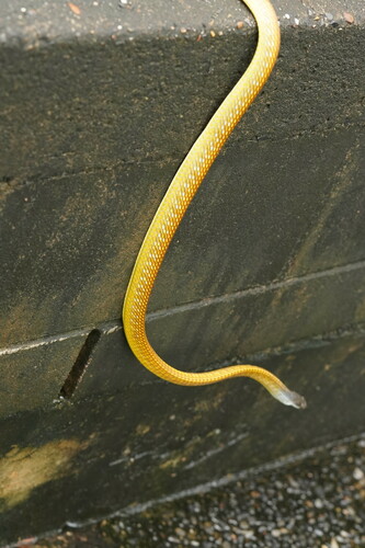 Common Tree Snake sighting