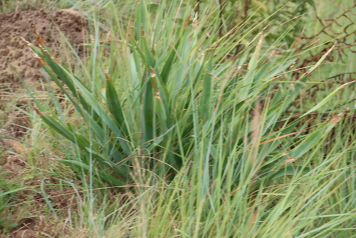 Drimia altissima
