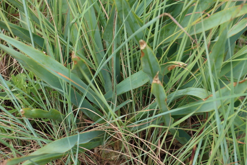 Drimia altissima