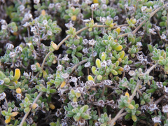 Enchylaena tomentosa