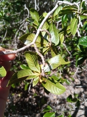 Tetracera