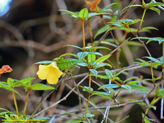 Rhododendron nieuwenhuisii