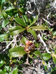 Tetracera