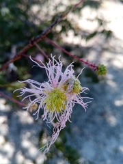 Dichrostachys