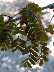 Dichrostachys