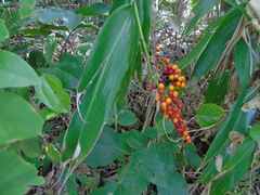 Alpinia galanga