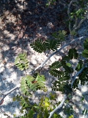Dichrostachys