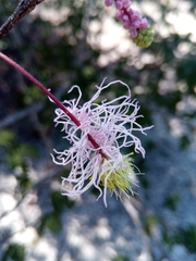 Dichrostachys