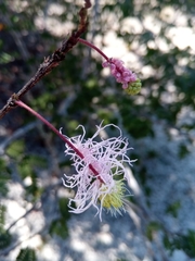 Dichrostachys