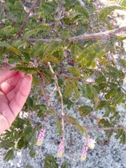 Dichrostachys