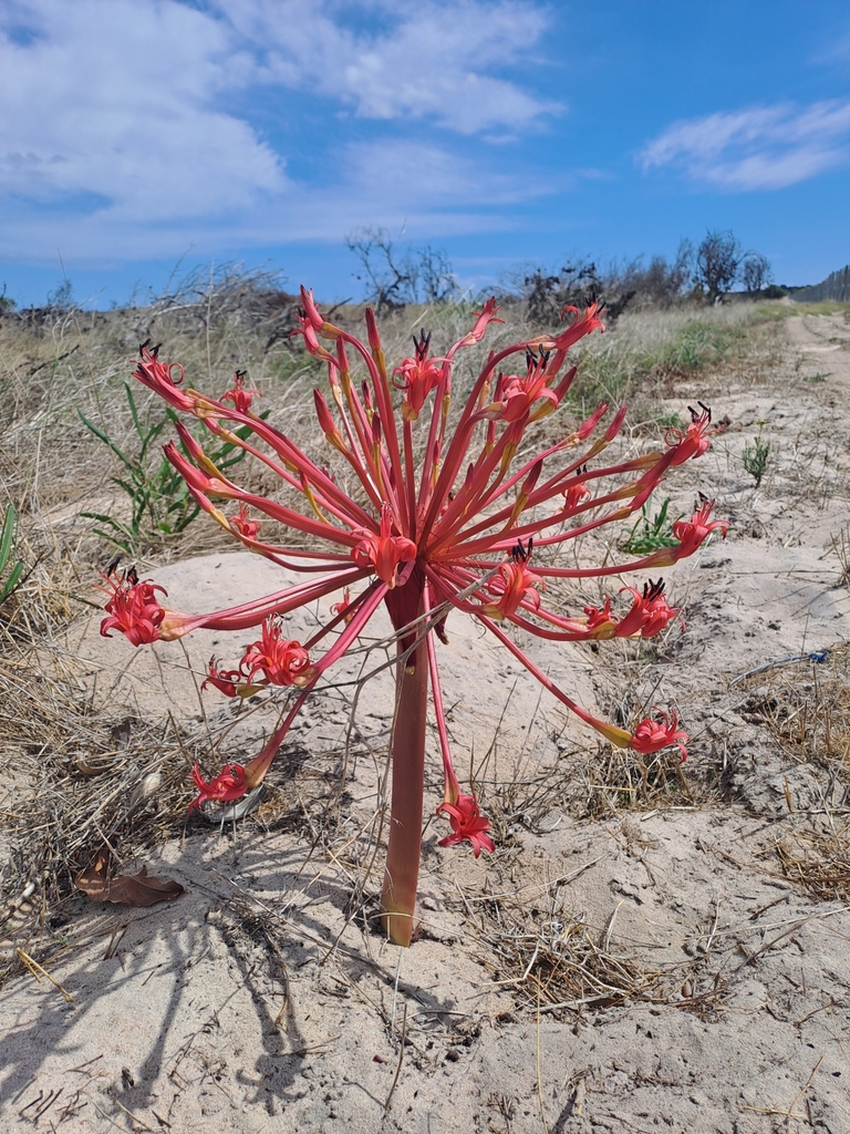 candelabra lily from Blouberg Nature Reserve on March 13, 2024 at 11:19 ...