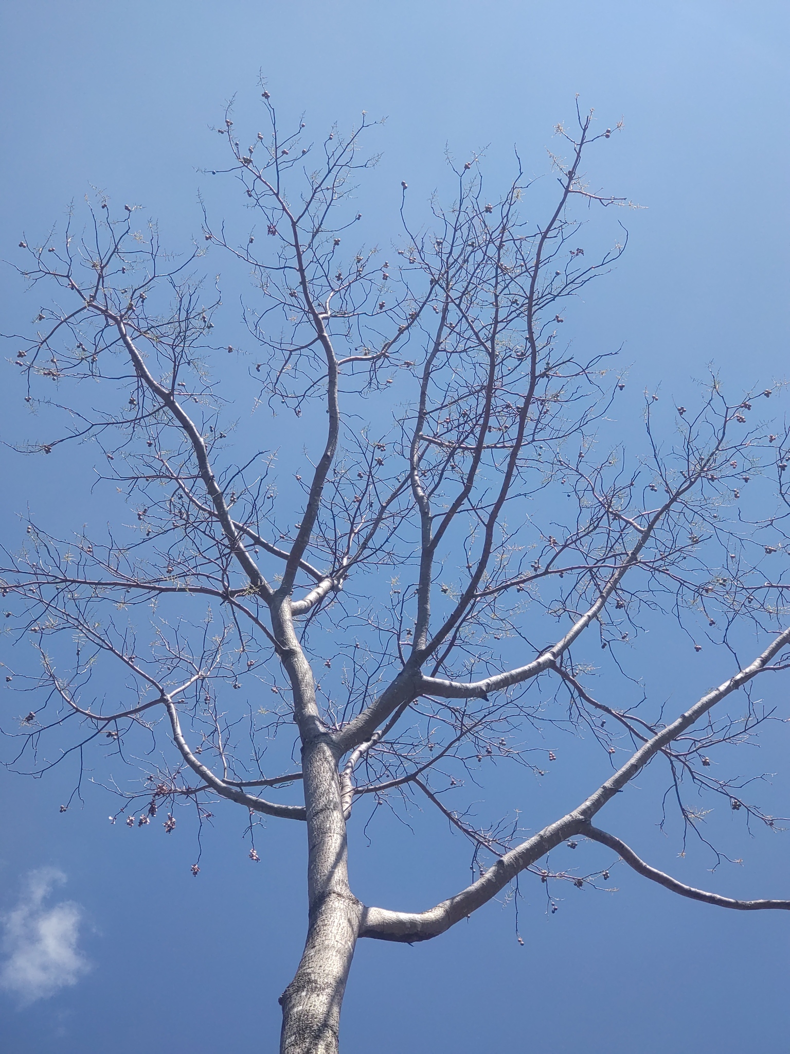 Imagem de Taperebá