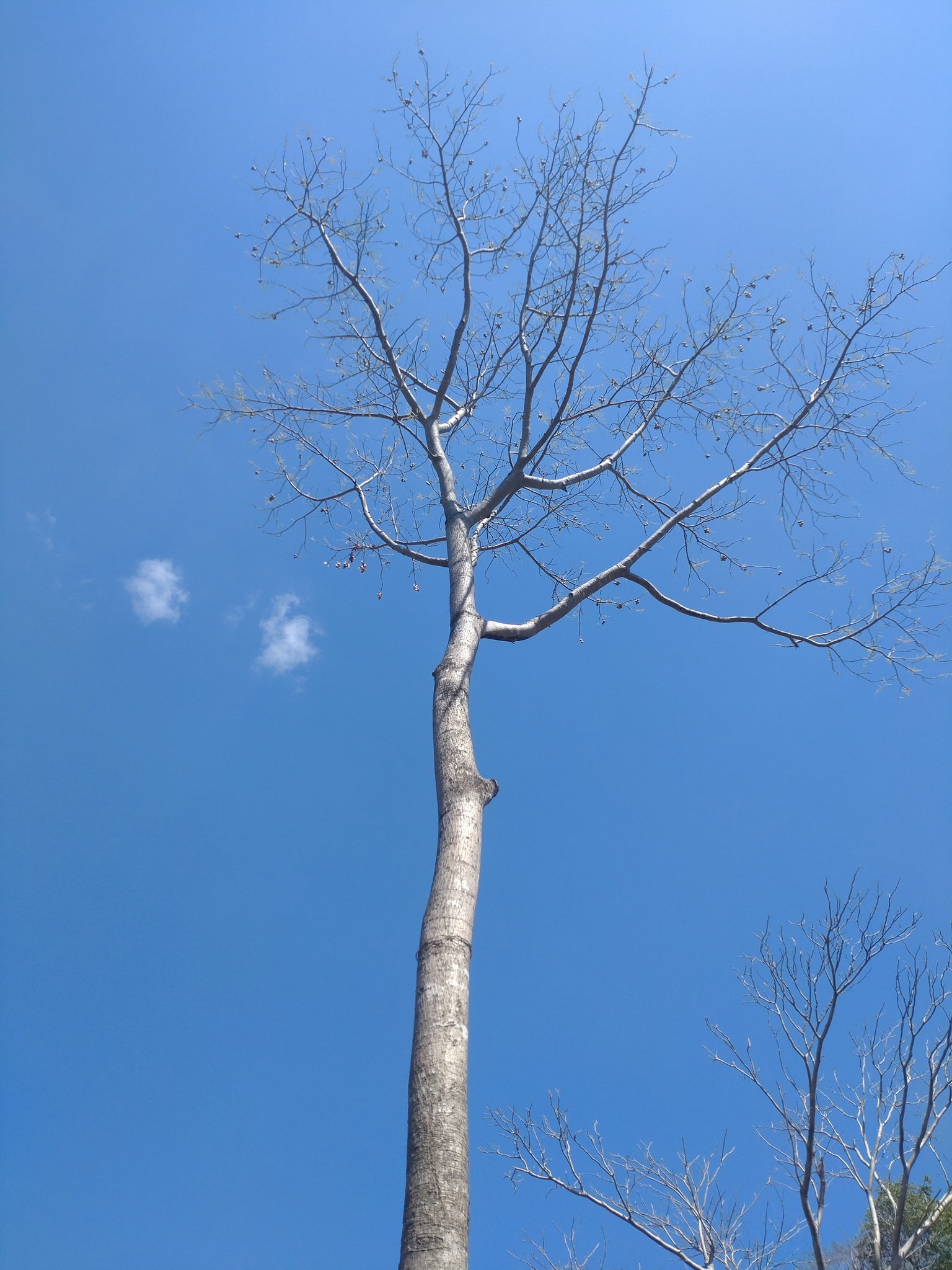 Imagem de Taperebá