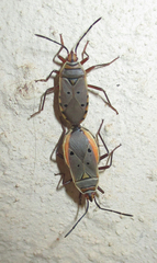 Probergrothius