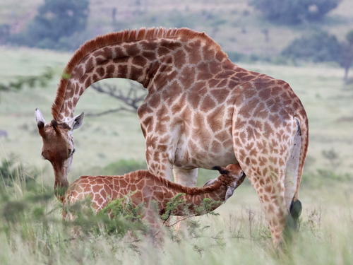 Southern Giraffe, uMgungundlovu District Municipality, South Africa, photo 5 of 10