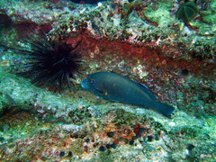 Plectorhinchus schotaf