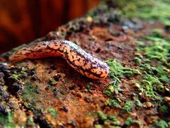 Meghimatium pictum