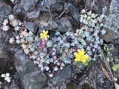 Sedum spathulifolium