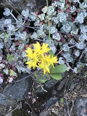 Sedum spathulifolium