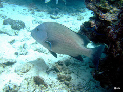 Lutjanus rivulatus