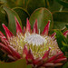 Protea cynaroides - Photo (c) Callum Evans,  זכויות יוצרים חלקיות (CC BY-NC)