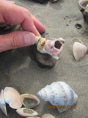 Notomegabalanus decorus