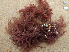 Gelidium amansii