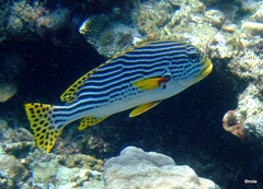 Plectorhinchus lineatus
