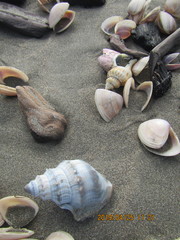 Notomegabalanus decorus