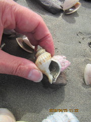 Notomegabalanus decorus