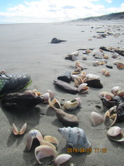 Notomegabalanus decorus