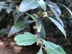 Maytenus acuminata acuminata