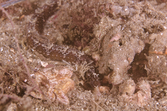 Festucalex cinctus