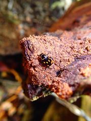 Sundablatta sexpunctata