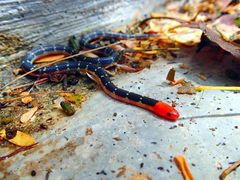 Calamaria lumbricoidea