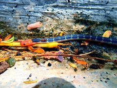 Calamaria lumbricoidea