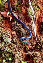 Dendrelaphis cyanochloris