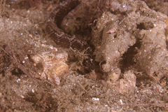 Festucalex cinctus