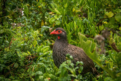 Pternistis afer castaneiventer