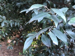 Maytenus acuminata acuminata