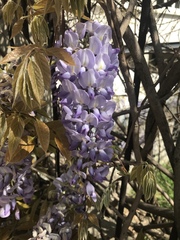 Wisteria sinensis
