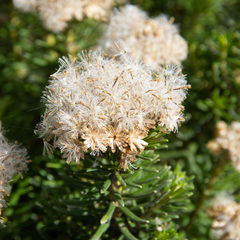 Ozothamnus turbinatus