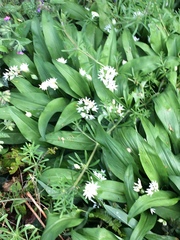 Allium ursinum